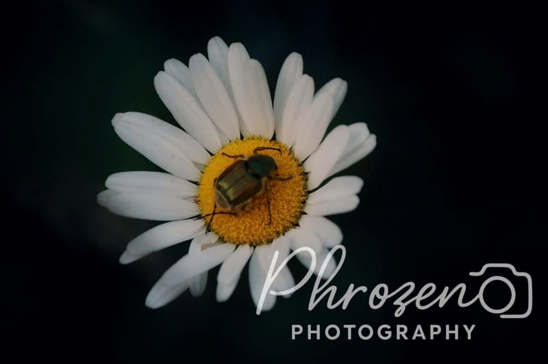 Flowers | Bugs