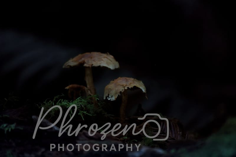 Flowers /