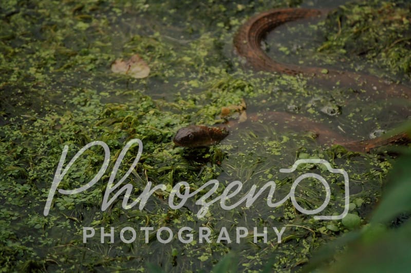 Wildlife