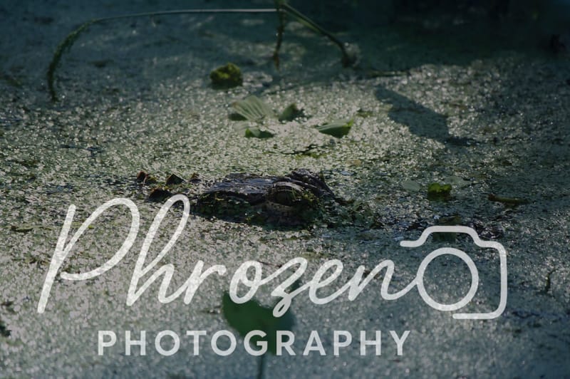 Wildlife