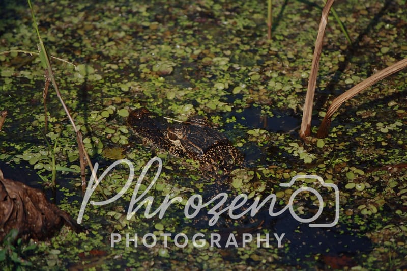 Wildlife