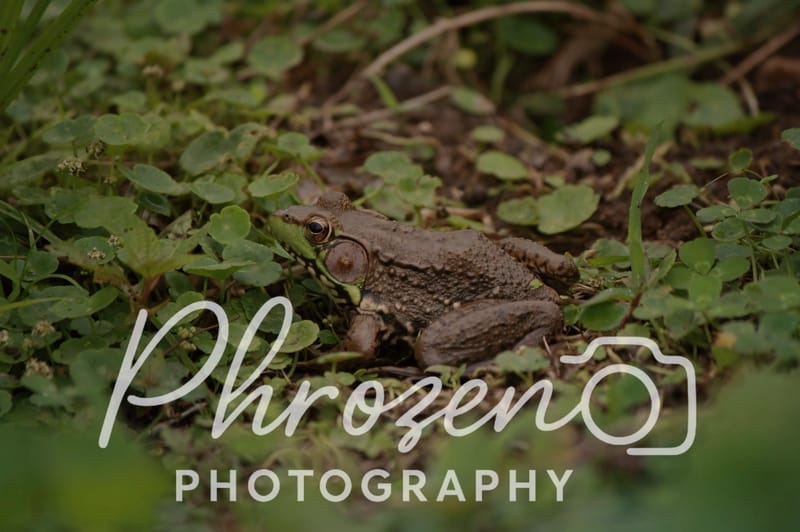 Wildlife