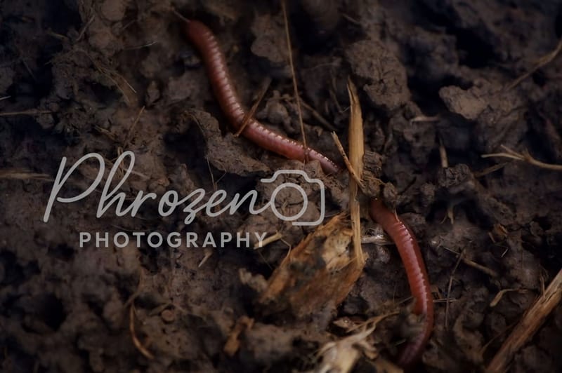 Wildlife