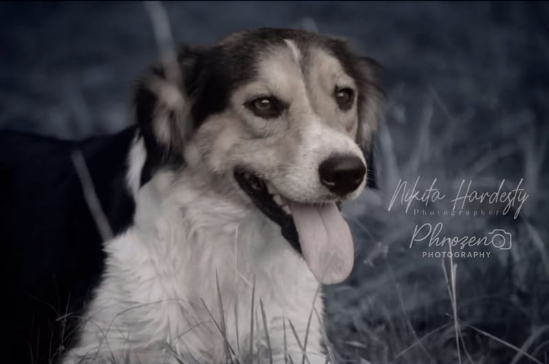 Pet Photography