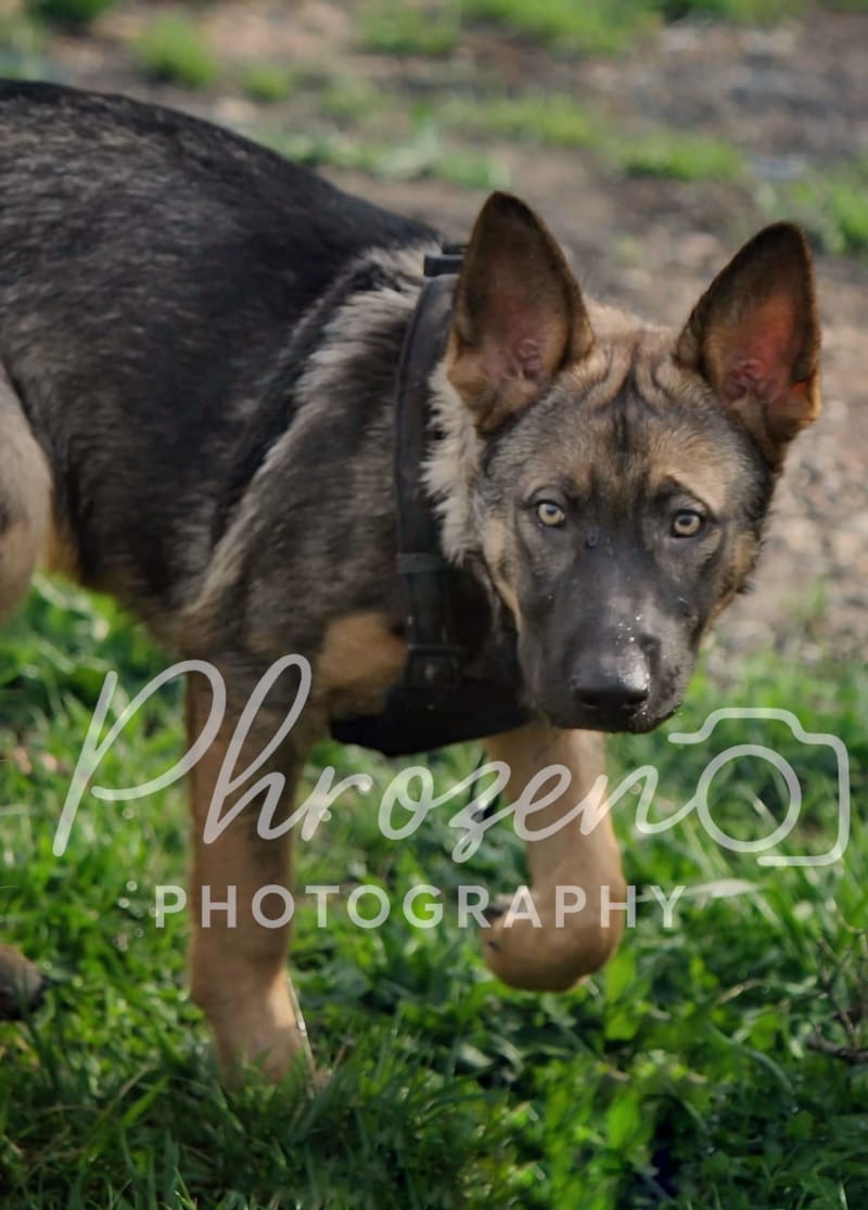 Pet Photography