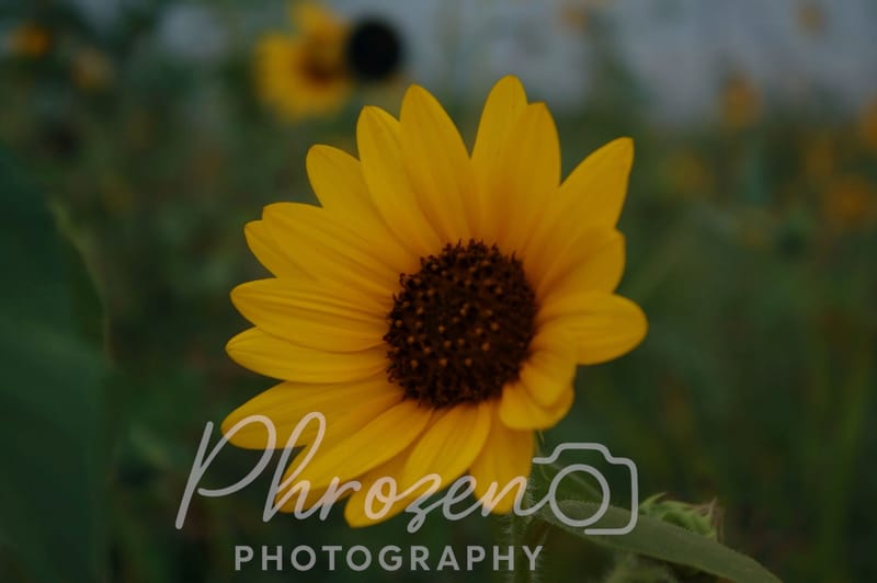 Flowers /