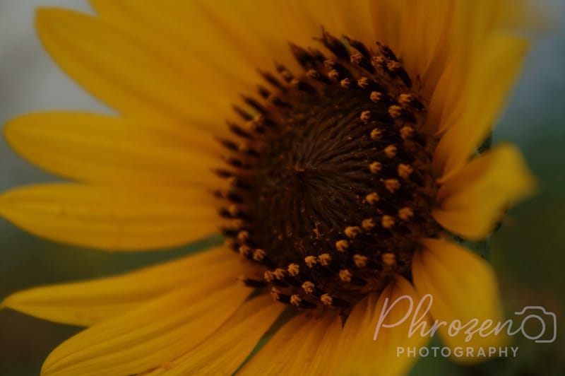 Flowers /