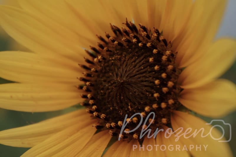 Flowers /