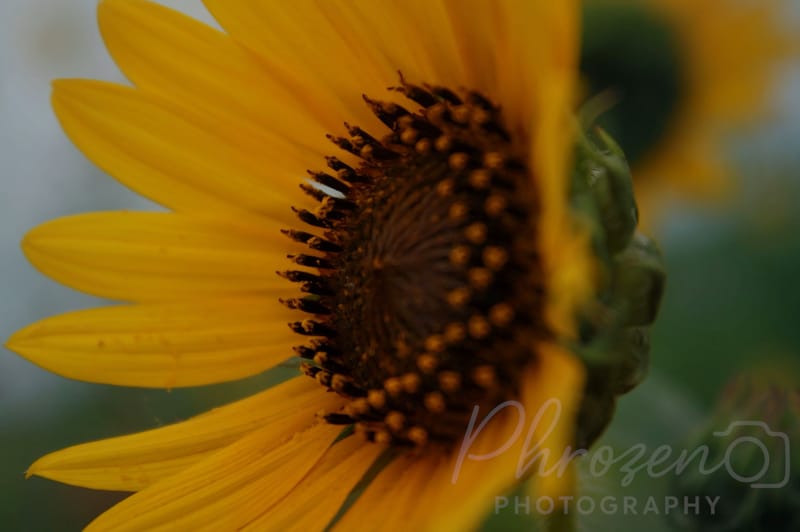 Flowers /
