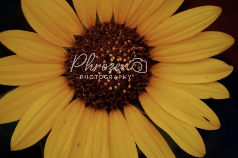 Flowers /