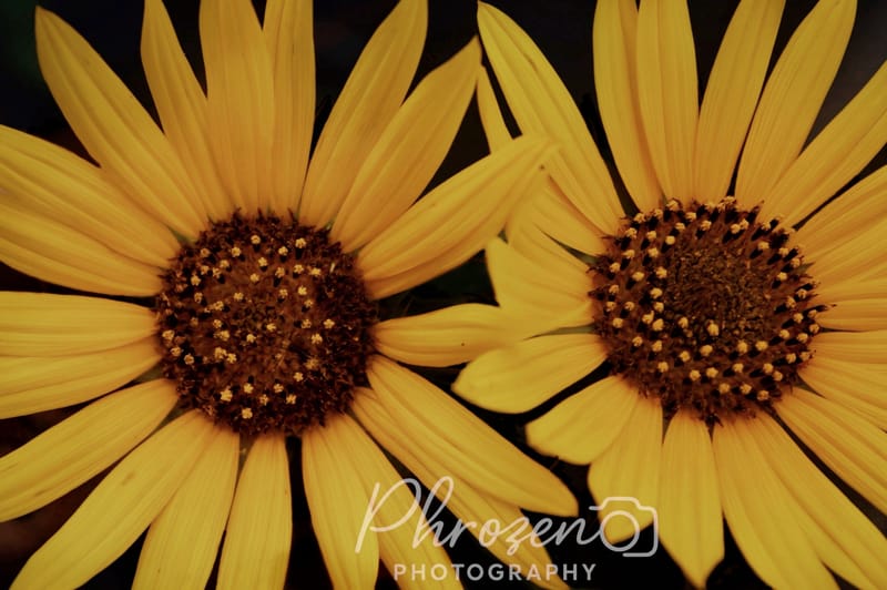 Flowers /
