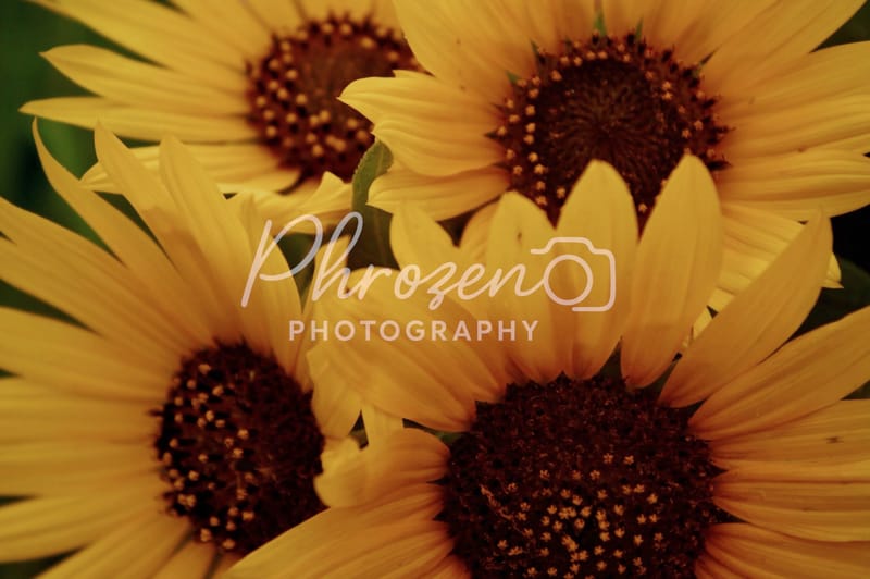 Flowers /