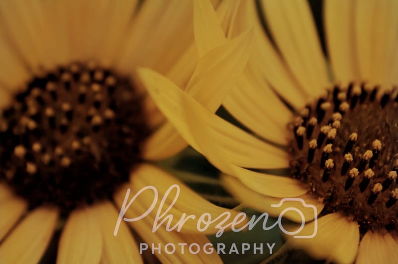 Flowers /