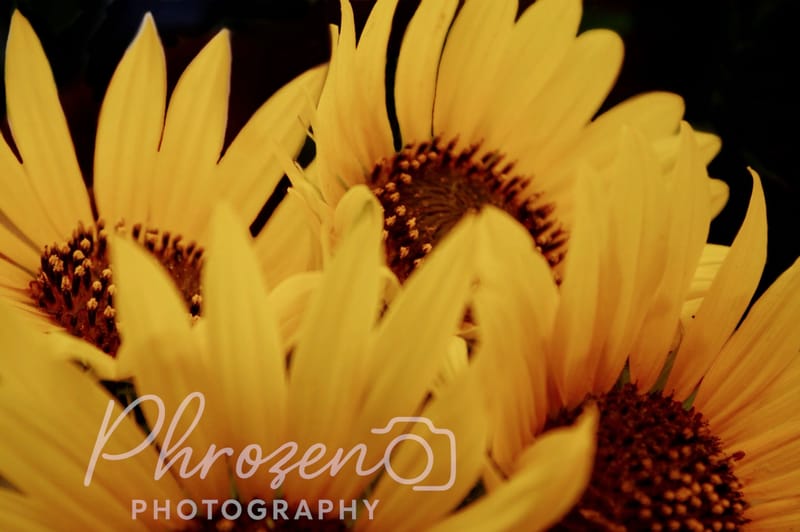 Flowers /
