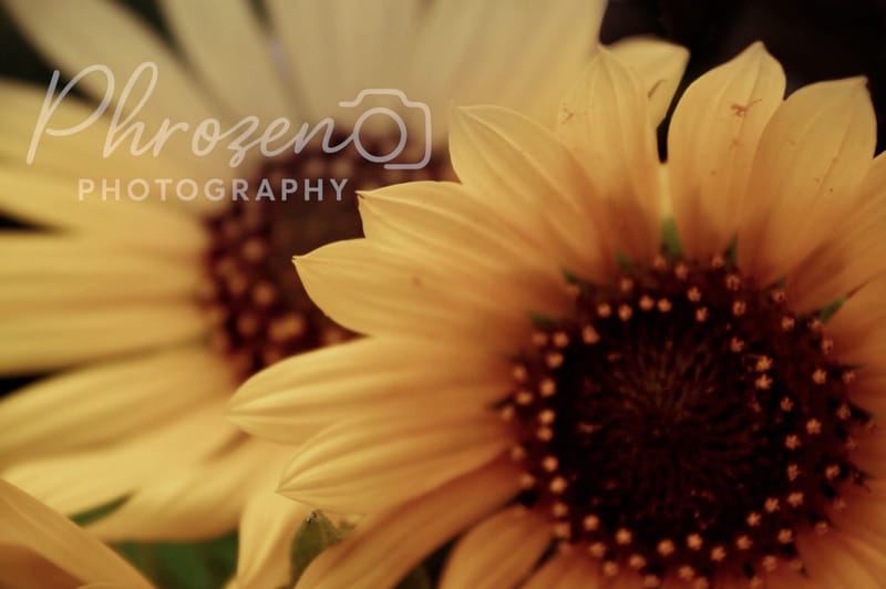 Flowers /