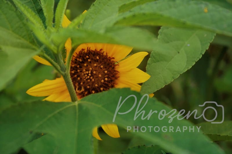Flowers /