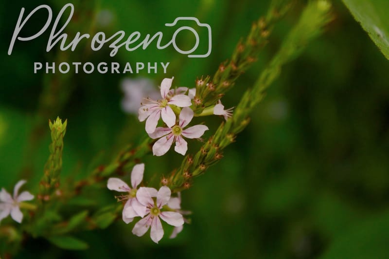 Flowers /
