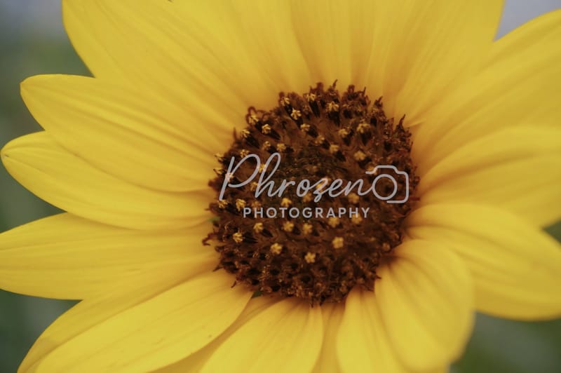 Flowers /