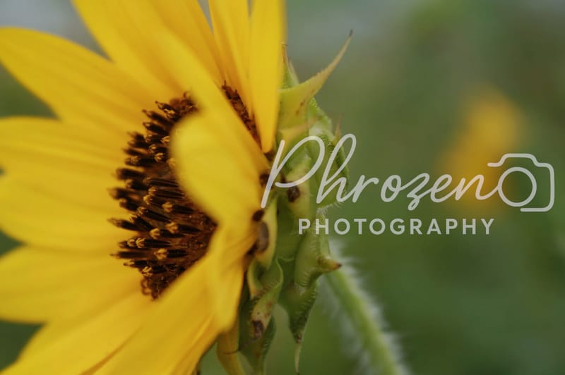Flowers /
