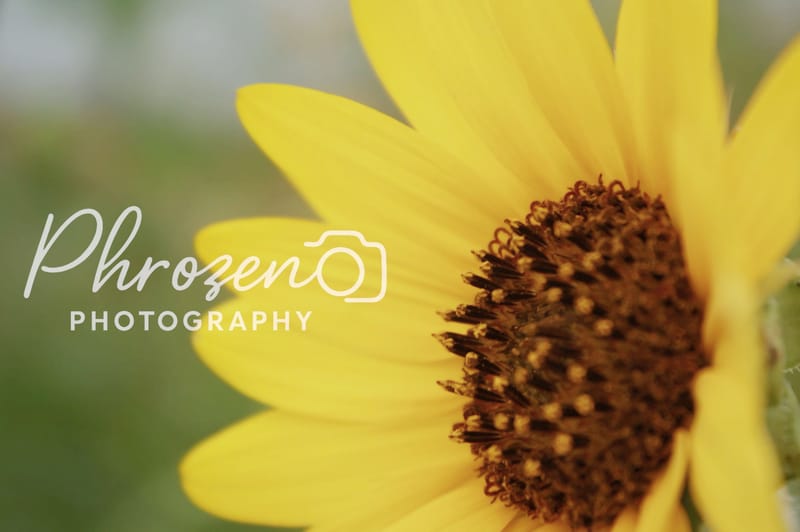 Flowers /