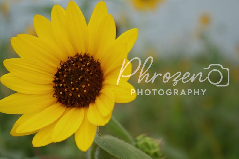Flowers /