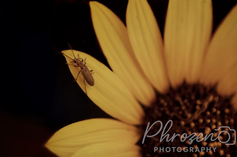 Flowers | Bugs