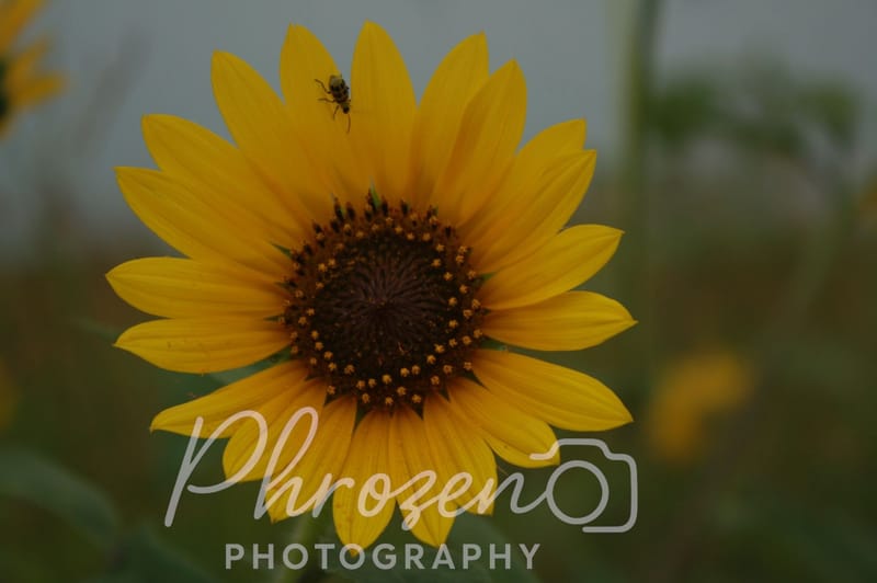 Flowers | Bugs