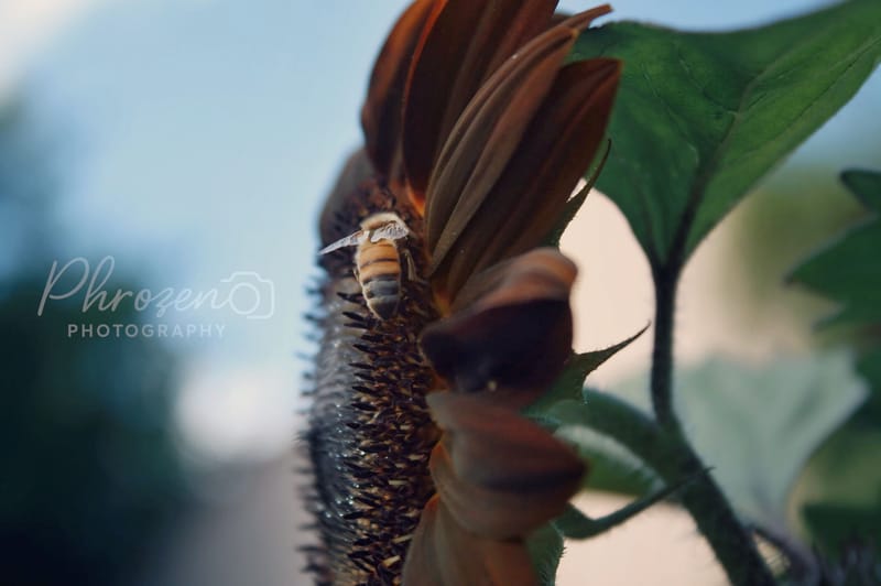 Flowers | Bugs