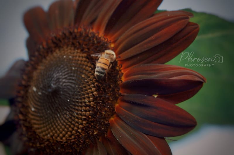Flowers | Bugs