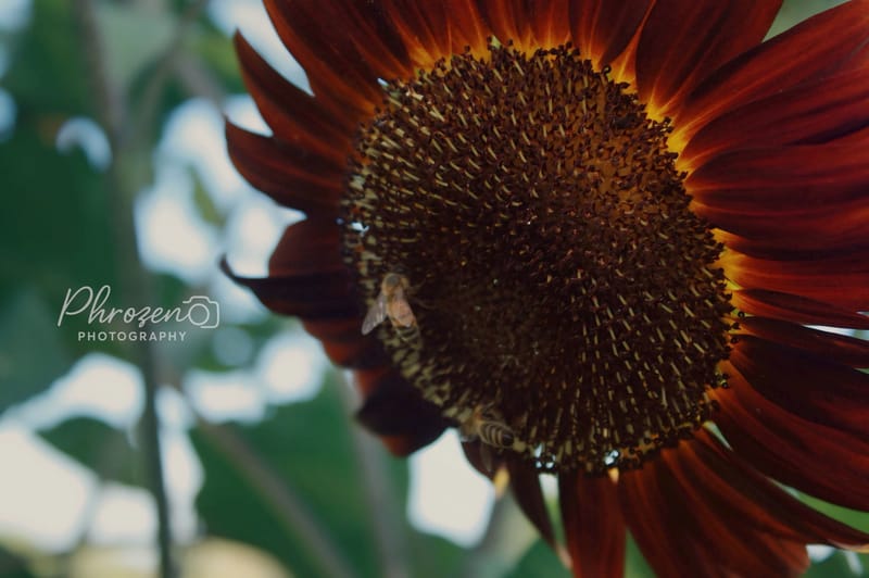 Flowers | Bugs