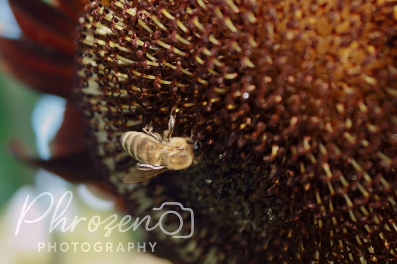 Flowers | Bugs