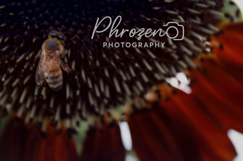Flowers | Bugs
