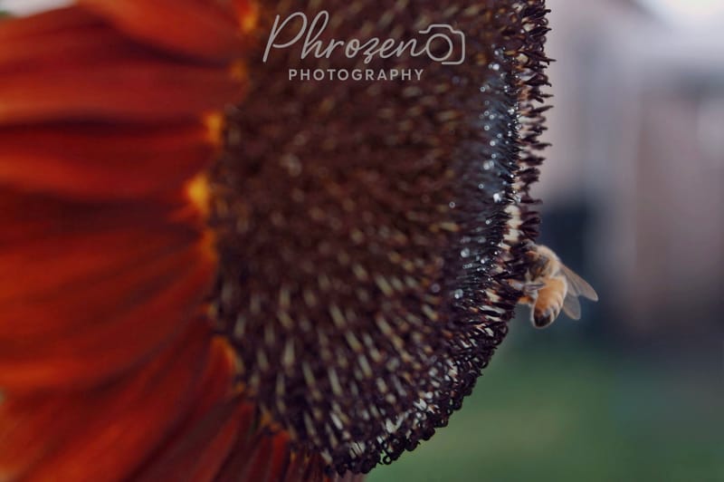 Flowers | Bugs