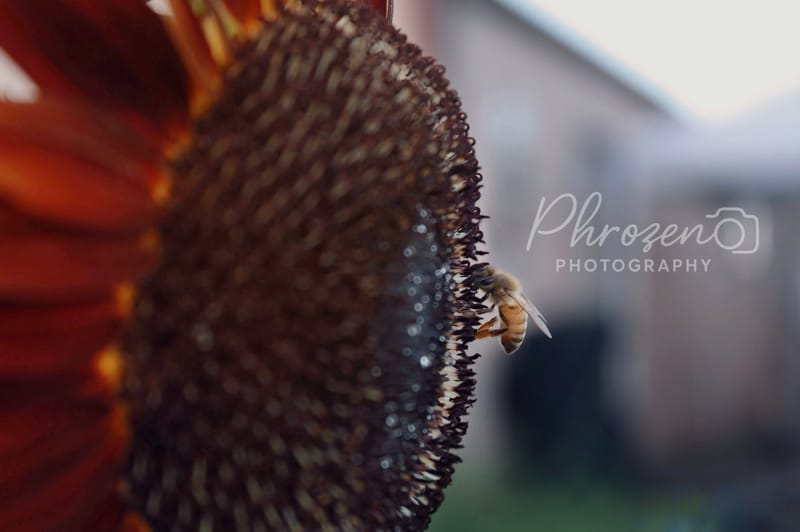 Flowers | Bugs