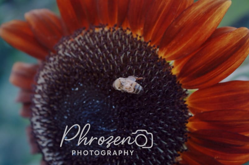 Flowers | Bugs