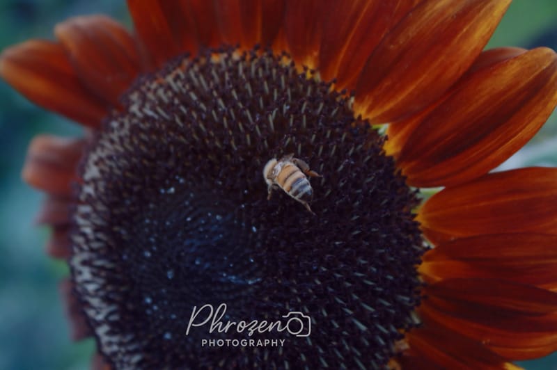 Flowers | Bugs