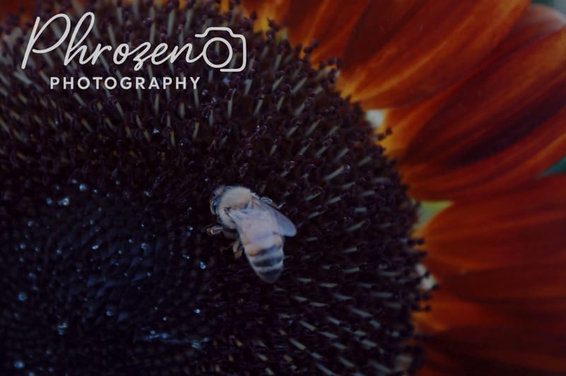 Flowers | Bugs