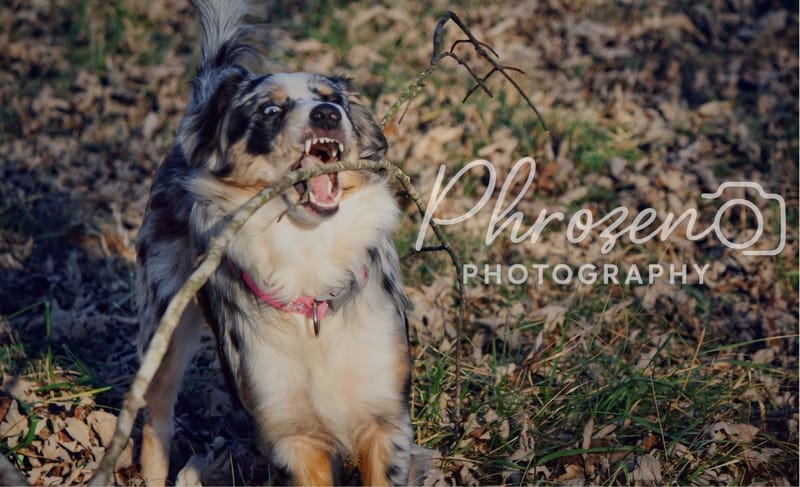 Pet Photography