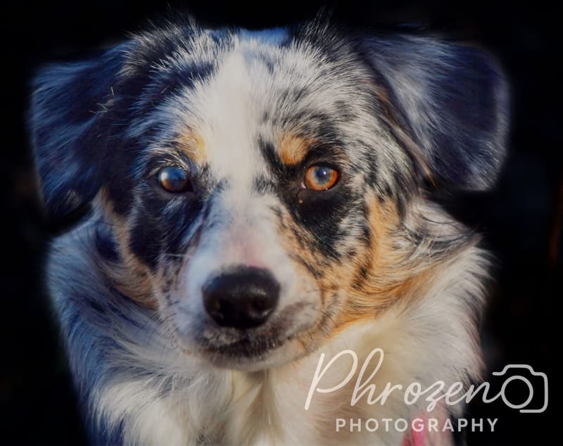 Pet Photography