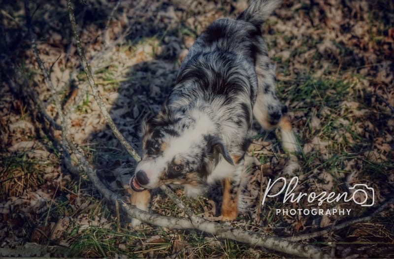 Pet Photography