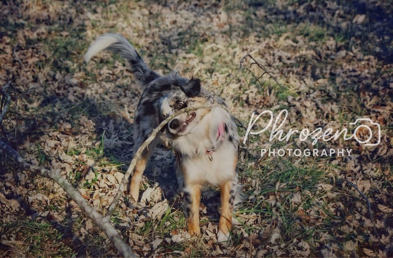 Pet Photography