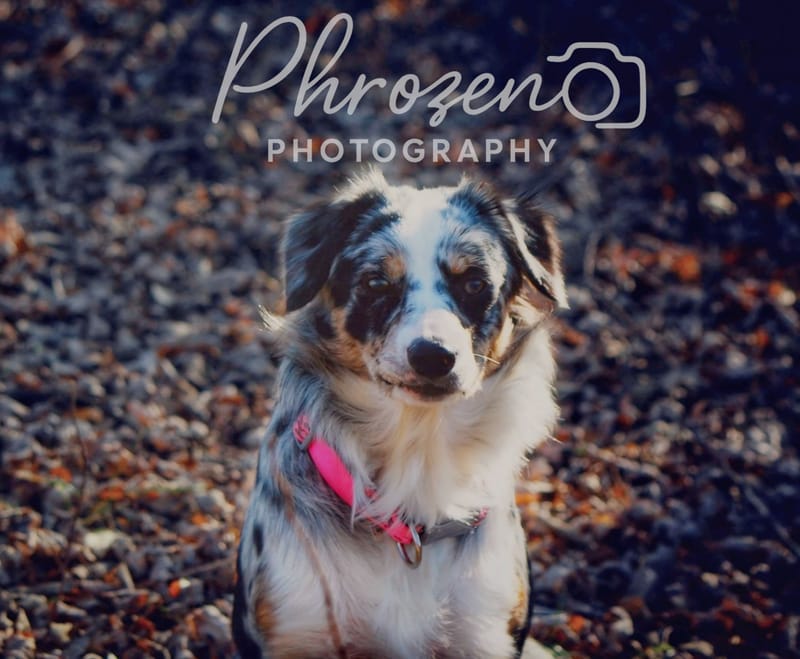 Pet Photography