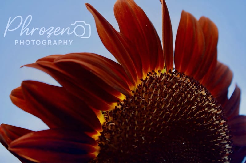 Flowers /