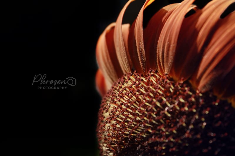 Flowers /