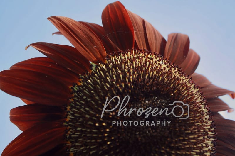 Flowers /