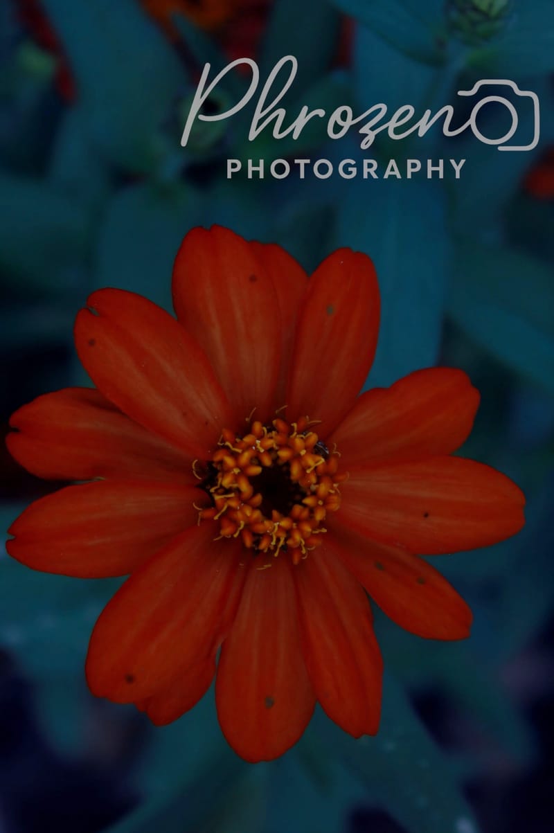 Flowers /