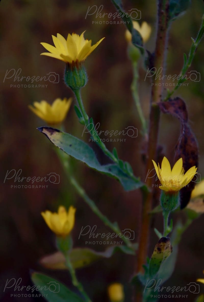 Flowers /