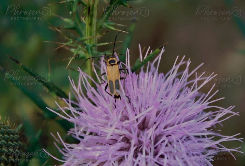 Flowers | Bugs