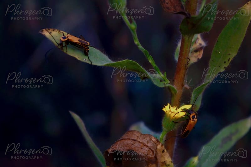 Flowers | Bugs