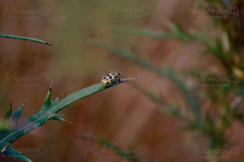 Flowers | Bugs
